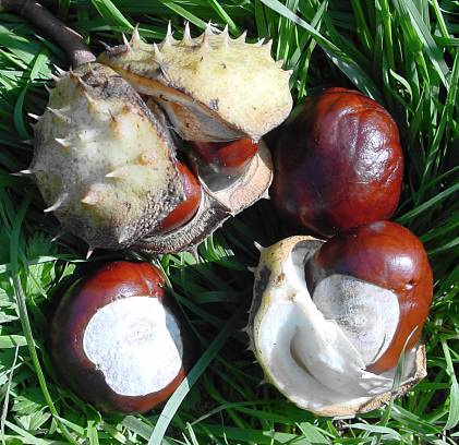 Blumensprache Kastanienbaum