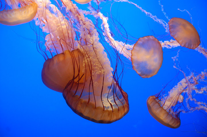 jelly%2Bfish - जीवधारी : लक्षण एवं वर्गीकरण | Organisms: Characteristics and Classification