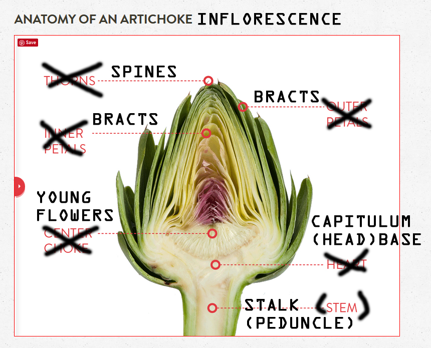 Botanical Accuracy Anatomy of artichoke heads
