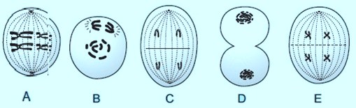 Soal Dan Pembahasan Pembelahan Sel Kelas Xii Pilihan Ganda Ilmusosial Id