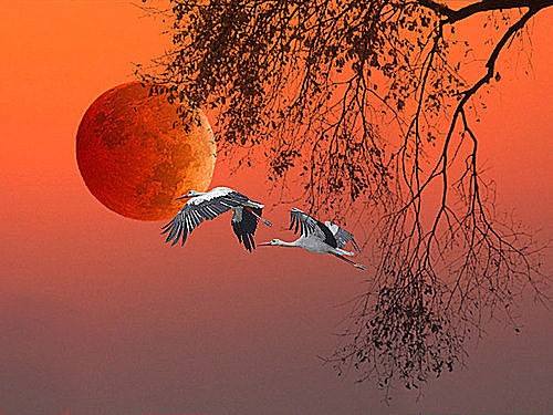 Nam%20Cali%20Có%20Gì%20Lạ%20Không%20Em%20:%20Cánh%20Hạc%20Hoàng%20Hôn.%20VHLA