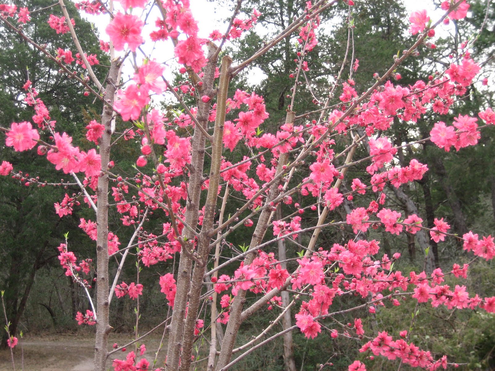 Lisa Bonassin's Garden What's Blooming Now Red Baron Peach 03/05/2011