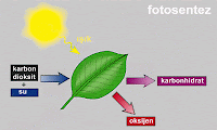 Güneşten gelen ışınlarla fotosentez yapan bir yaprağı gösteren animasyon