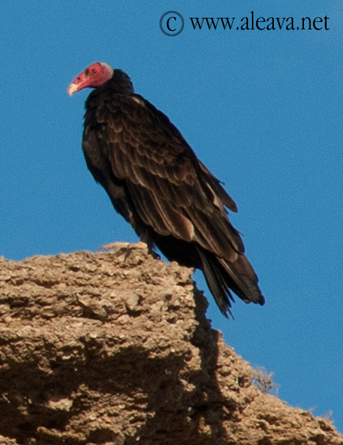 El Jote en las bardas de Puerto Piramides El Jote ave de Península Valdés y Patagonia