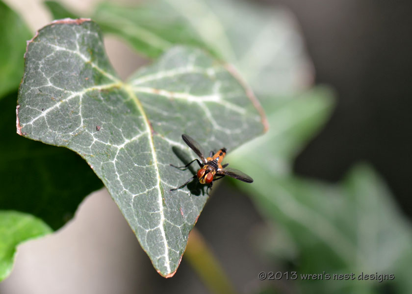 Chatter from the Wren's Nest: Shoo, fly...