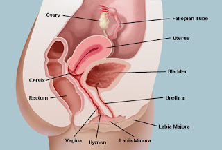 Gambar dari sisi menunjukkan bahagian faraj (vagina) wanita