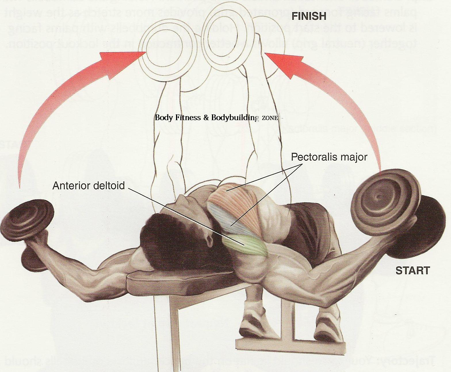 Chest Workout Tips and Exercise Bodybuilding and Fitness Zone