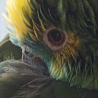 Sleeping parrot