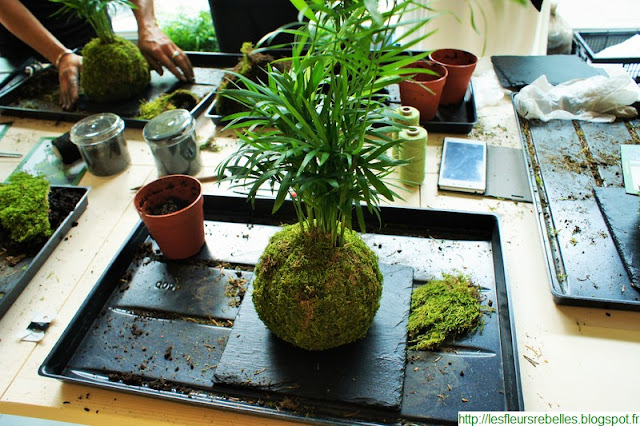 kokedama