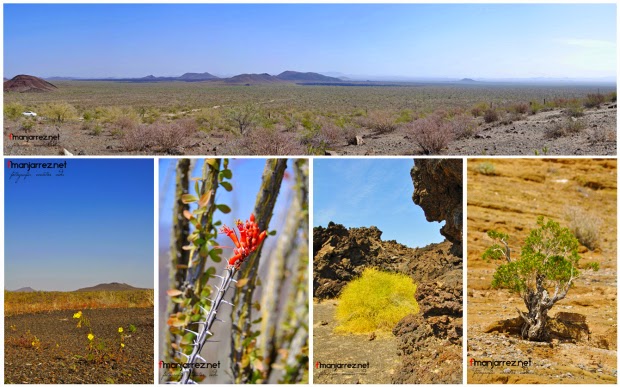 BiOjUnKiEs Biodiversidad en Sonora