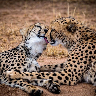 Fotos de animais se beijando: Provas de que o amor está no ar