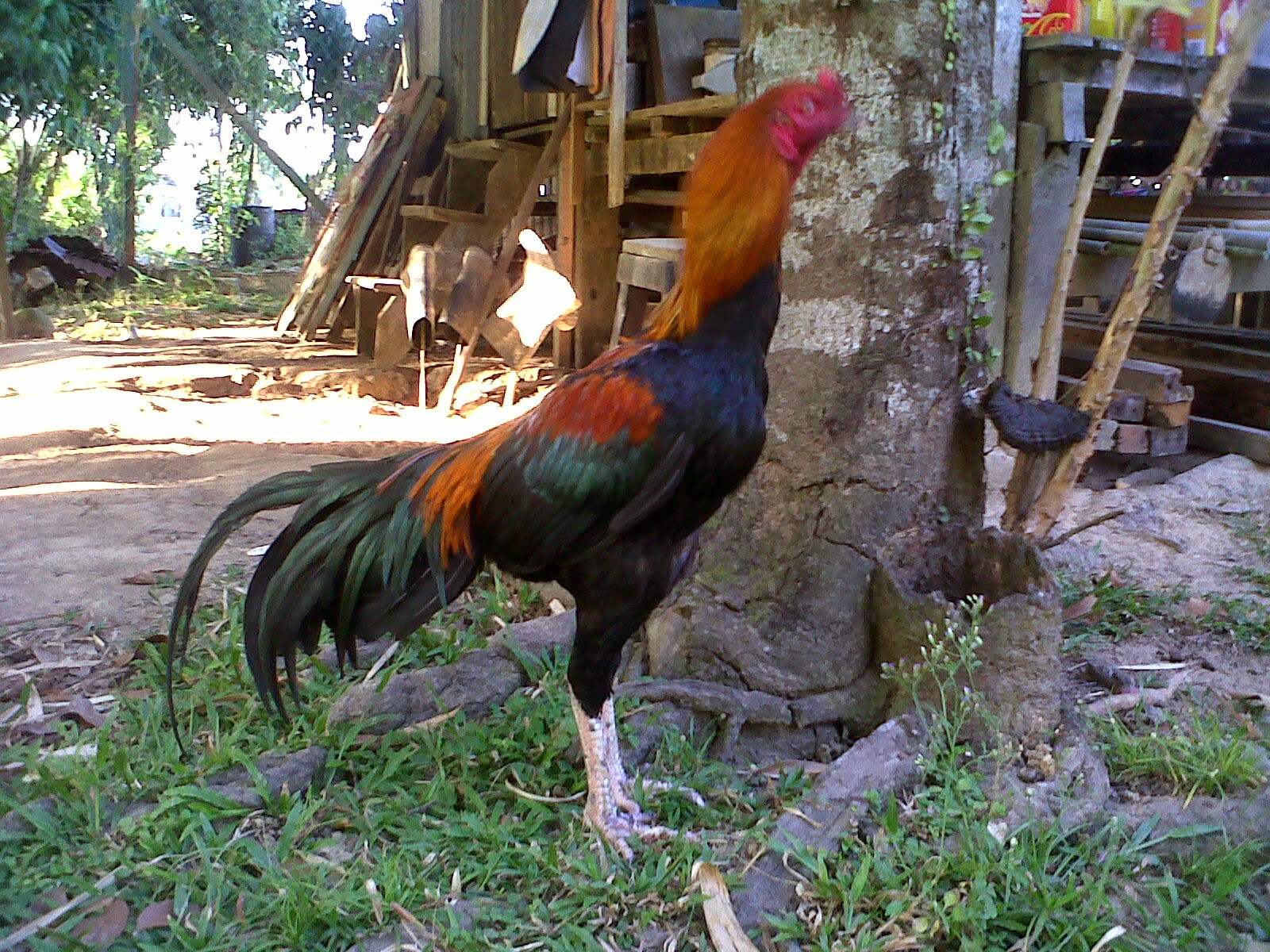 Koleksi Terkini 33+ Gambar Ayam Pama Ori