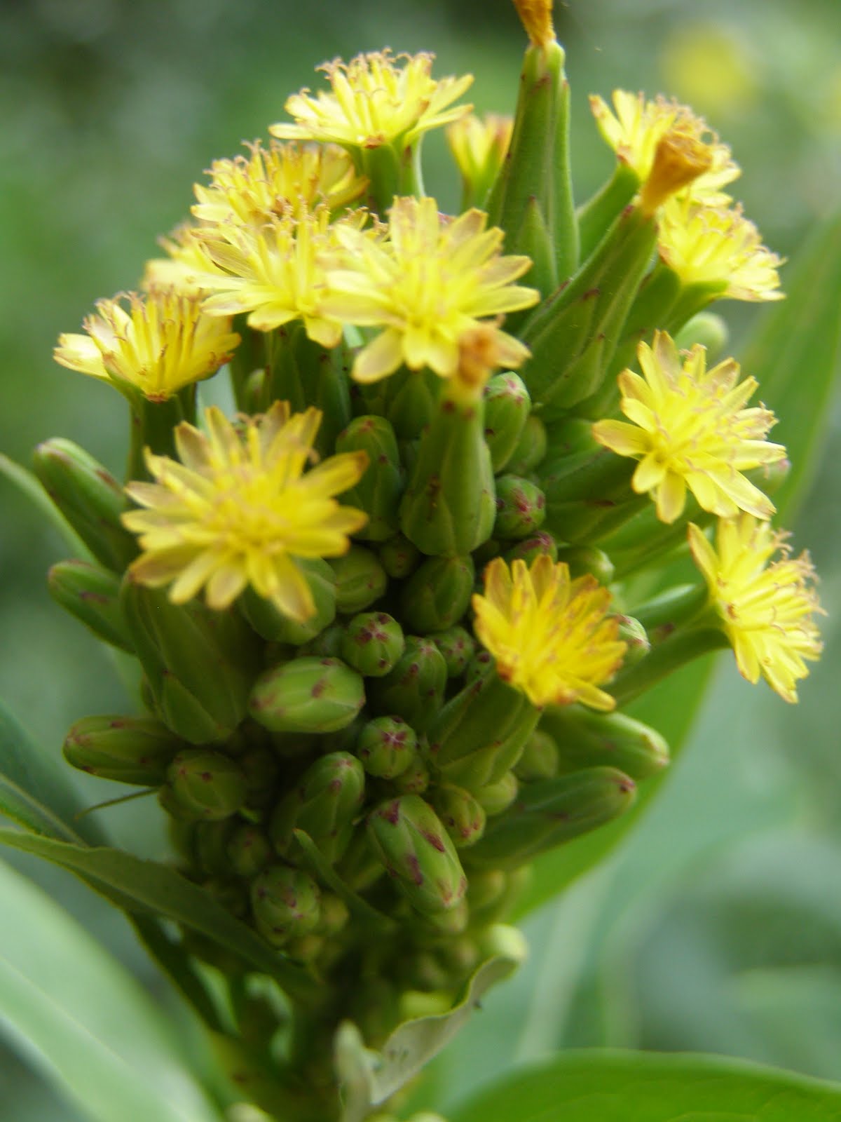 A Wild Garden Photo Gallery Wild Garden