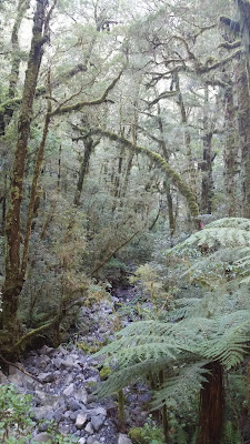 Pengertian dan CiriCiri Hutan Hujan Iklim Sedang  Lorong Hutan
