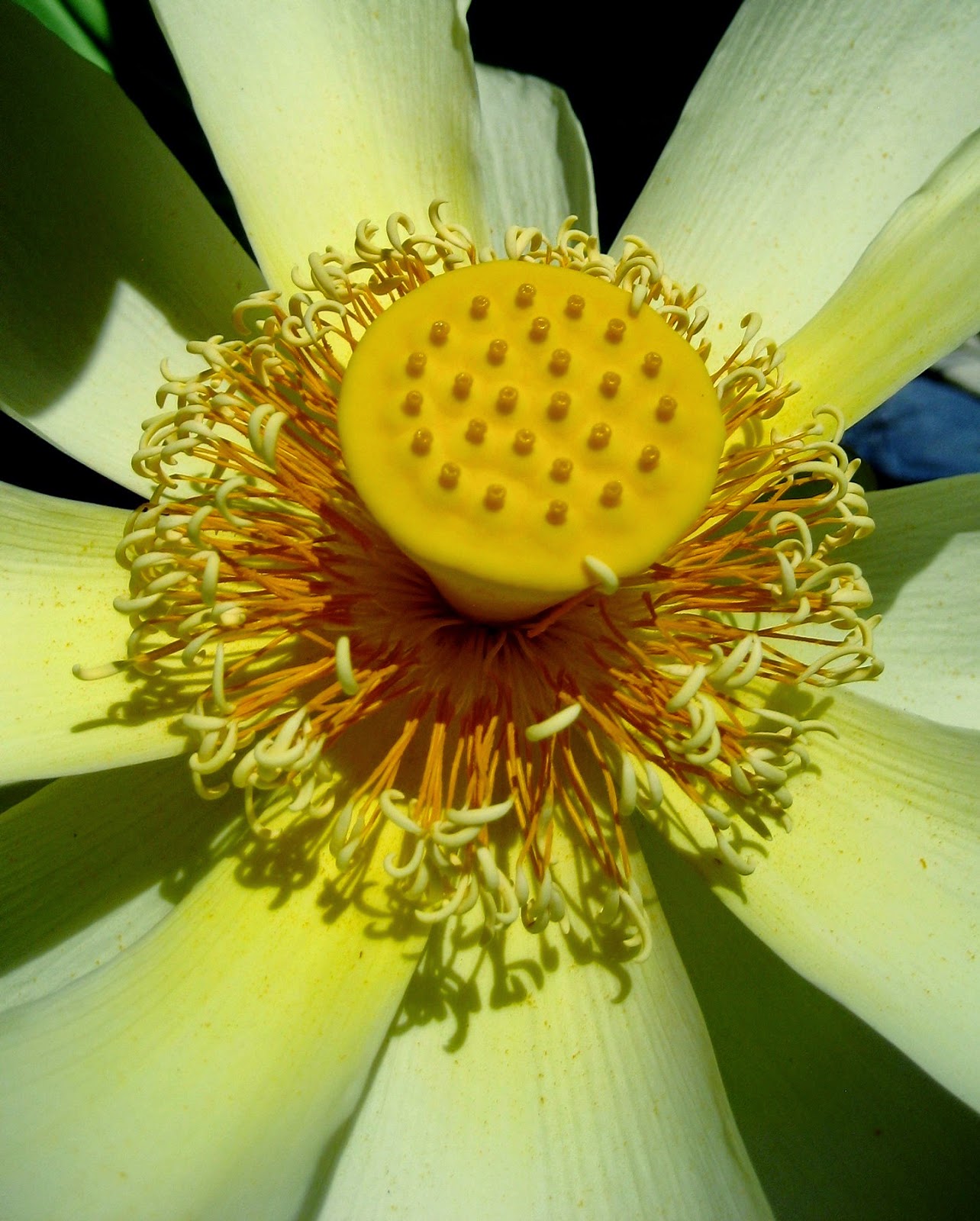 Living Rootless Lake Martin, Louisiana In Lotus Bloom