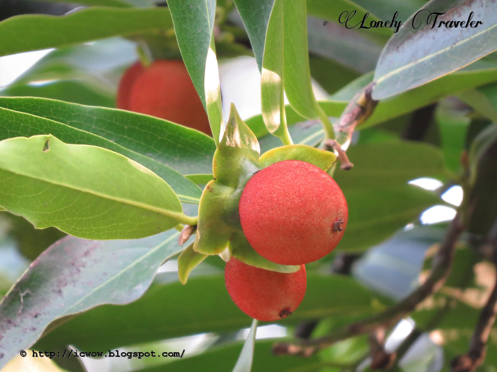 Indian Persimmon - Diospyros embryopteris