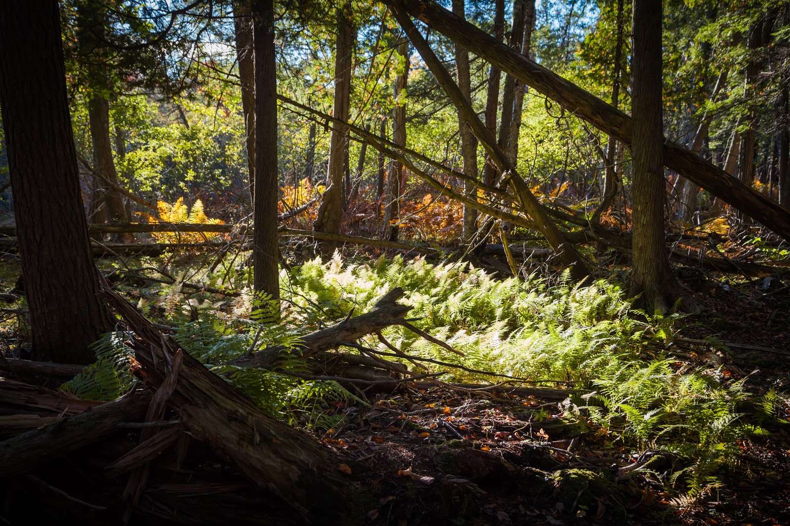 30,000 Islands of Bay The Largest Freshwater Archipelago