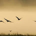Jatinga, Desa Misterius Tempat Puluhan Burung Bunuh Diri