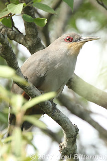 Hispaniolan Lizard-Cuckoo