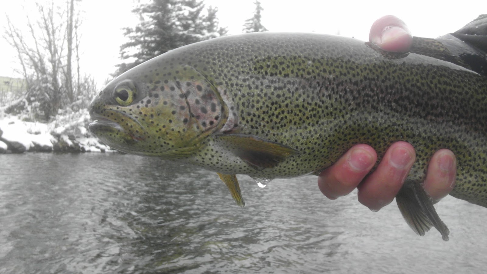Colorado Fly Fishing 04/15/12 Blue River in Silverthorne