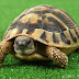 Are You A Tortoise In The Beach?