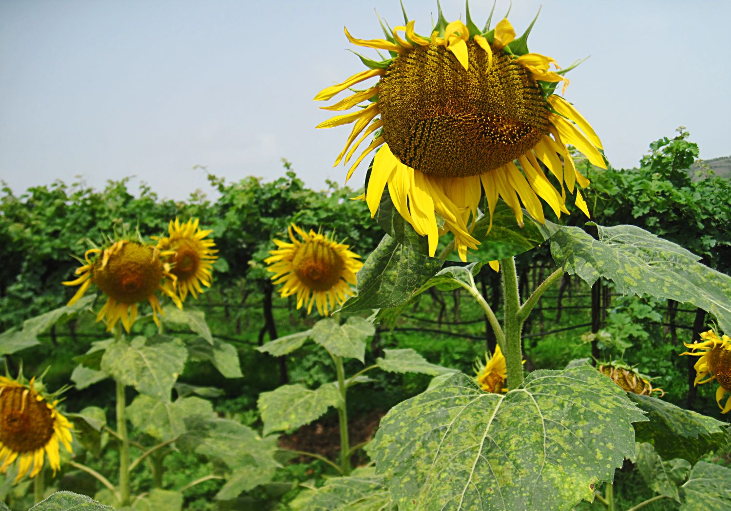 stock-pictures-sunflower-photos