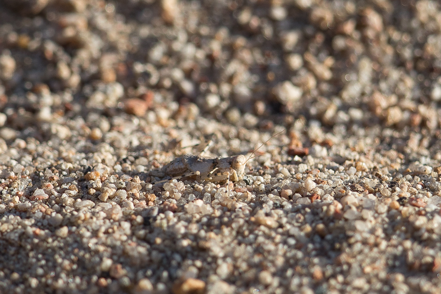 Desert Mantis 
