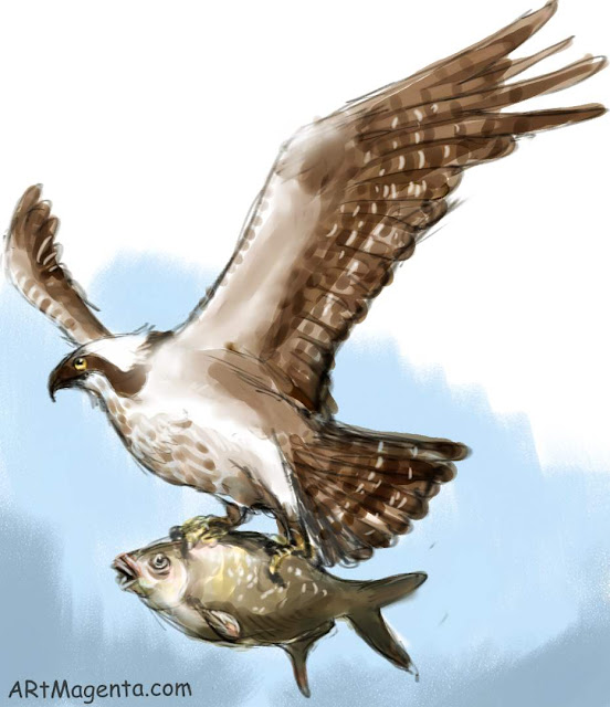 Osprey is a bird painting by artist and illustrator Artmagenta