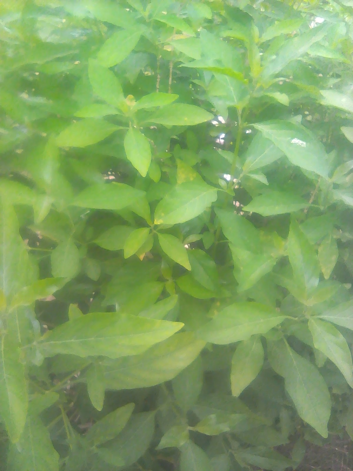 Daun kayu Racun Obat jamur Alami dari Bumi Indonesi Sangat berkhasiat ...