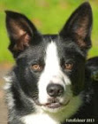 Jip onze Border Collie