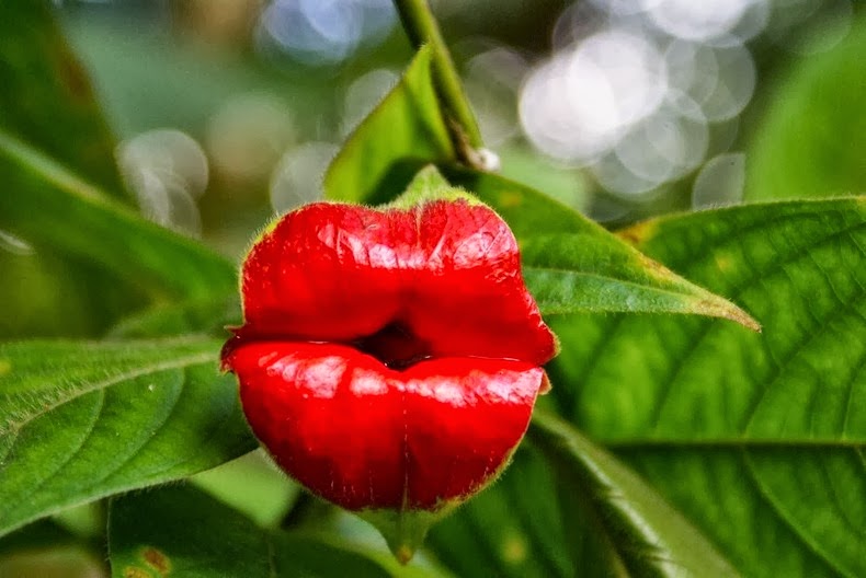Bunga Bibir Merah Nan Mempesona | Nukuring