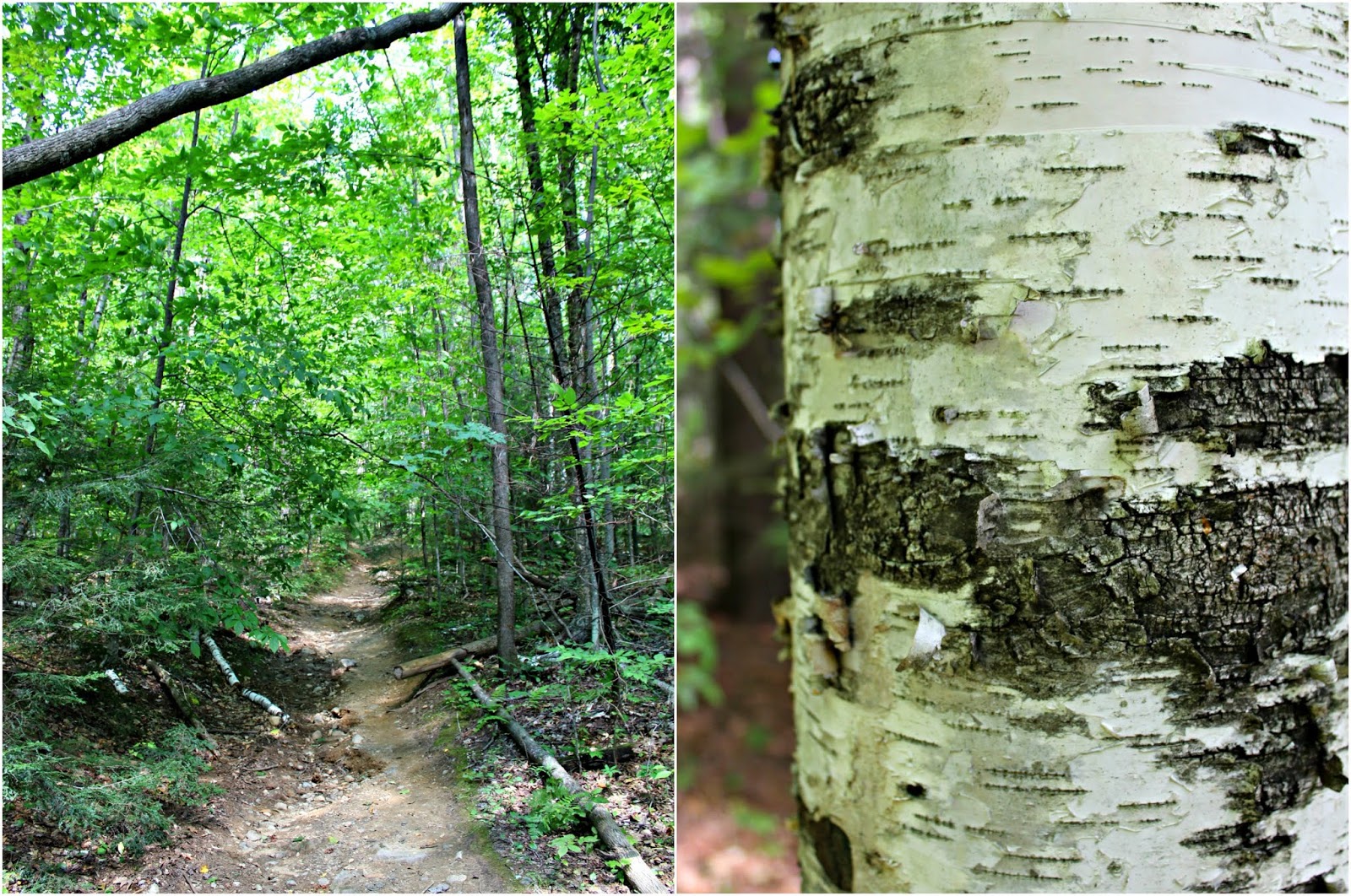 Rattlesnake Mountain Hike in the Adirondack Mountains // New York