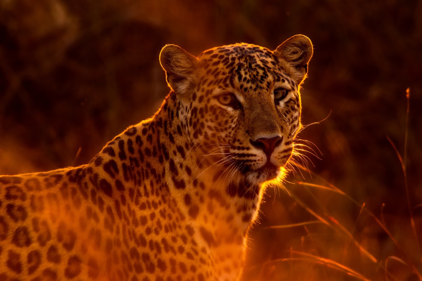 8 Tips to Taking Great Wildlife Photography
