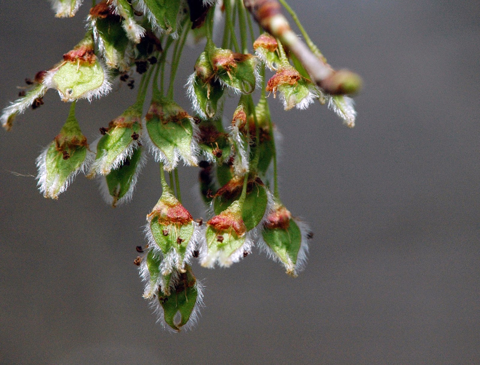 Field Biology in Southeastern Ohio SPRING! It's about bloomin' time