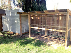 coop chicken corrugated roof steel chickens spring