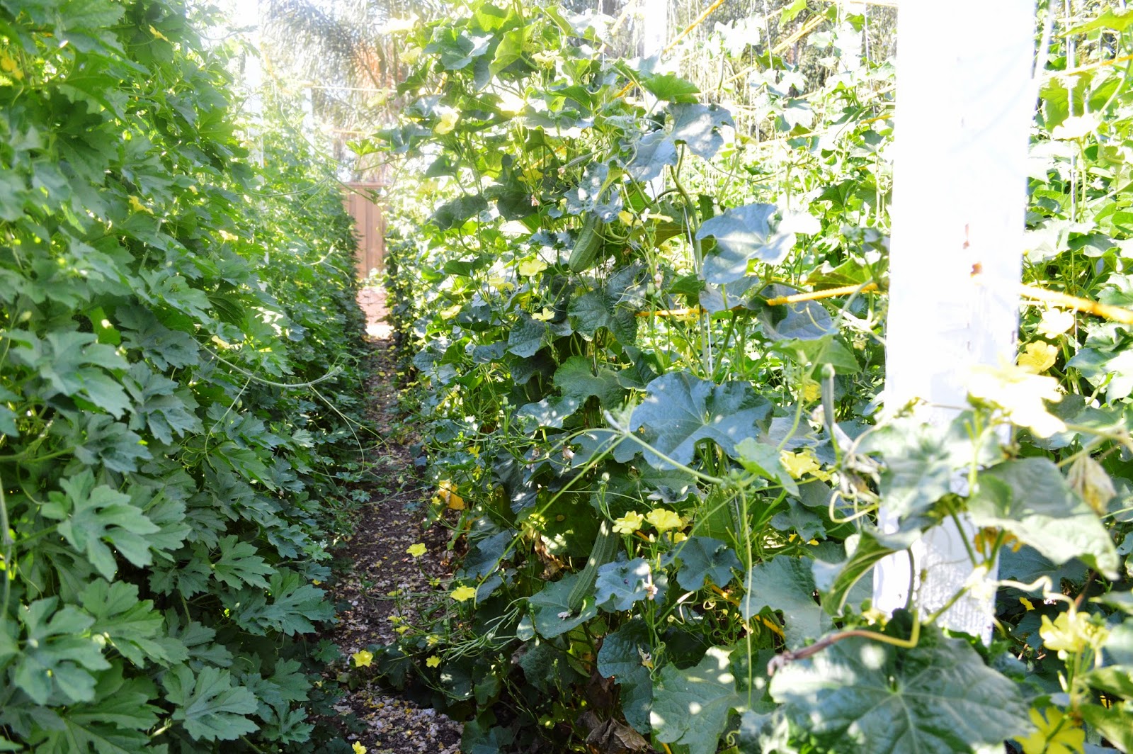 Mountain House Garden Ridge Gourd