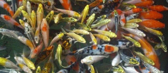 Makanan Ikan Koi Kecil untuk Pertumbuhan