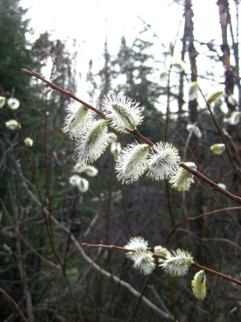 Heigh-Ho, Heigh-Ho | Of Woods and Words