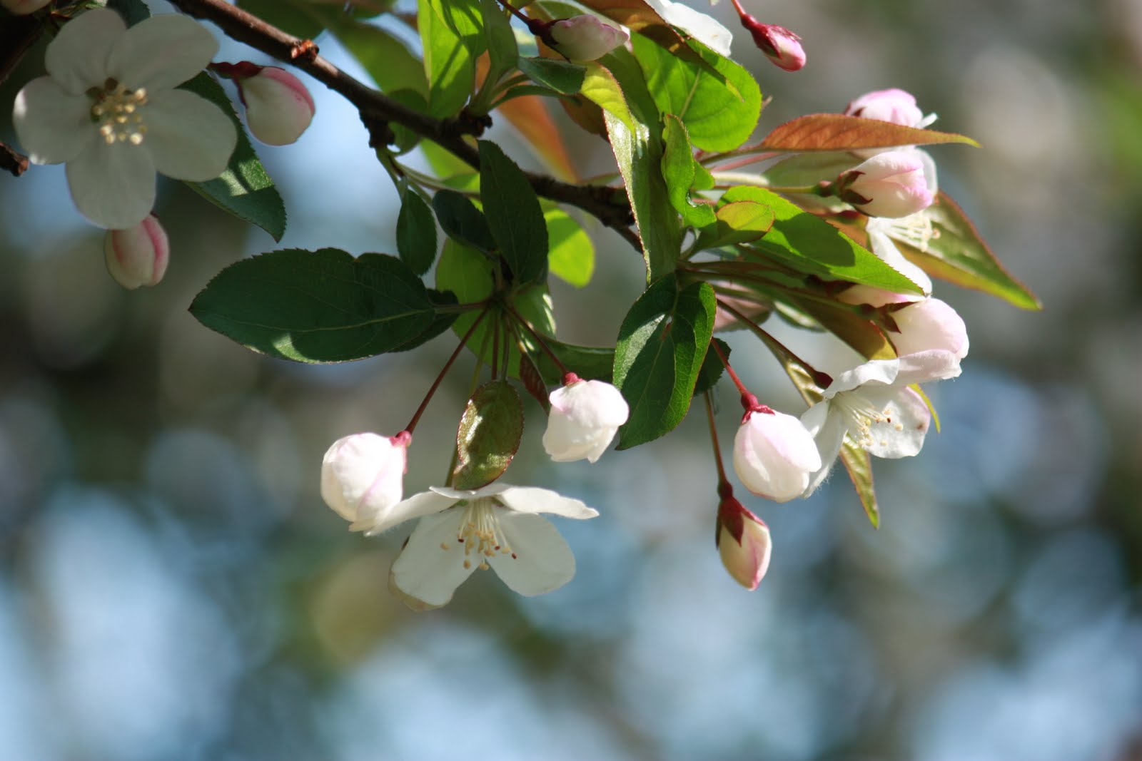 Nuestras Vivencias y Viajes: Jardín Botánico de Brooklyn, NY