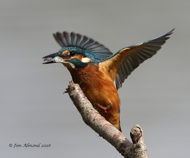 Shropshire Birder Kingfisher at work again
