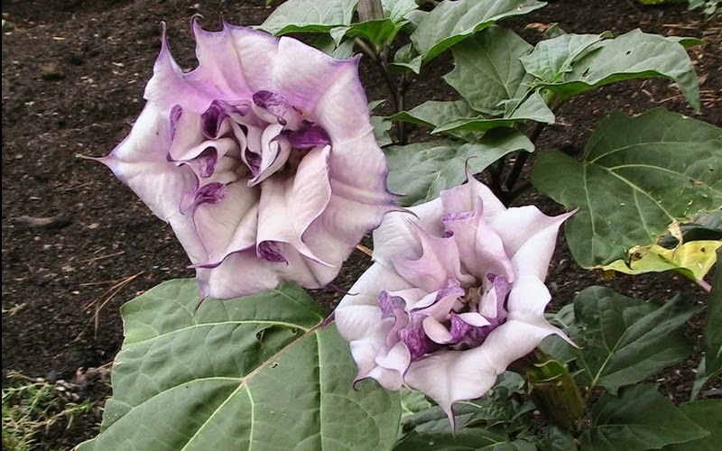 tratamentul parazitului datura hpv warts go away on their own
