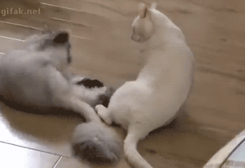 tong-hop-nhung-buc-anh-gif-vui-nhon-phan-13-5 tong-hop-nhung-buc-anh-gif-vui-nhon-phan-13-5