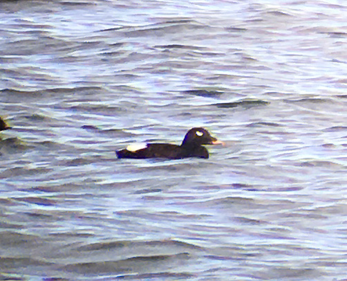 White-winged Scoter - Murcar, Aberdeen