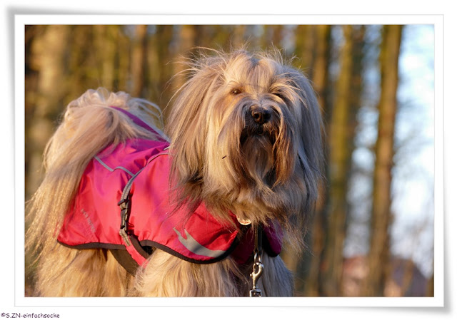 [Hundeblog] Einfach Socke Wieviel Kleidung braucht ein Tibet Terrier?
