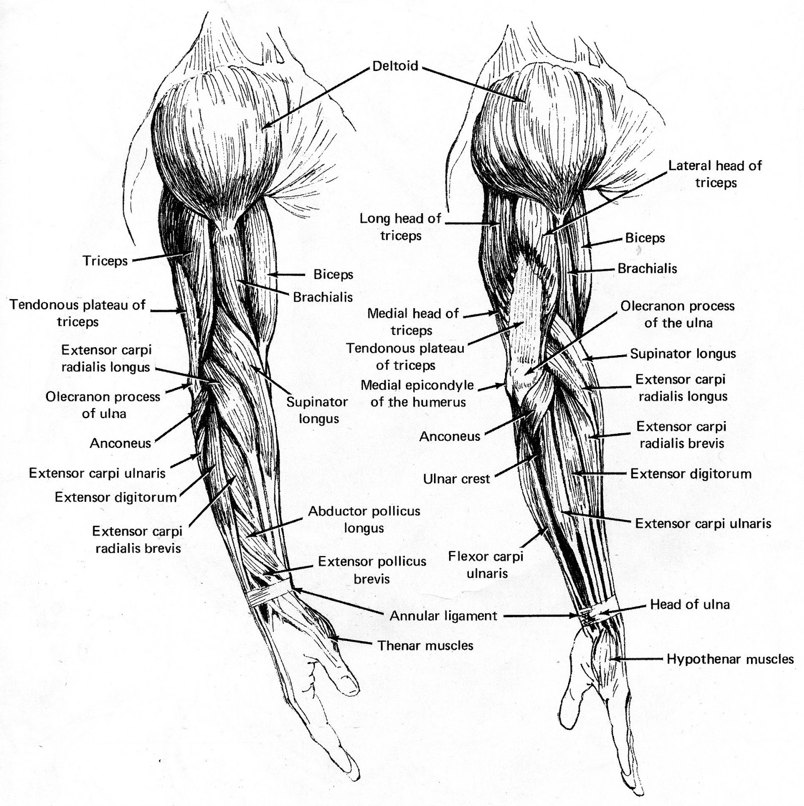 Arm Anatomy Sketch