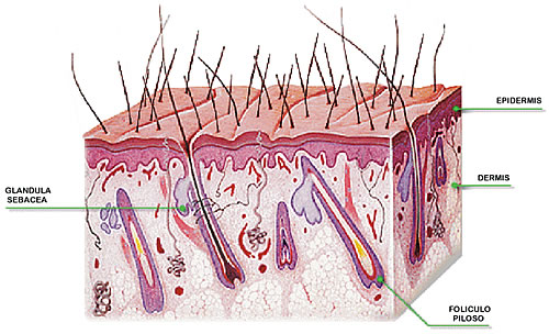 Como funciona la depilacion laser
