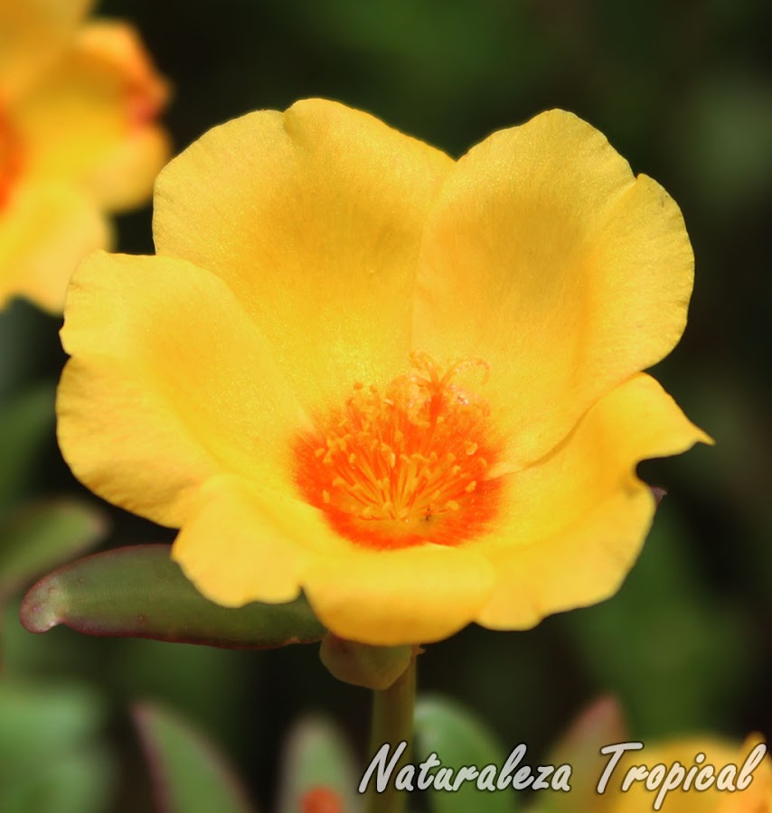 Detalle de la flor de la Verdolaga, Portulaca oleracea