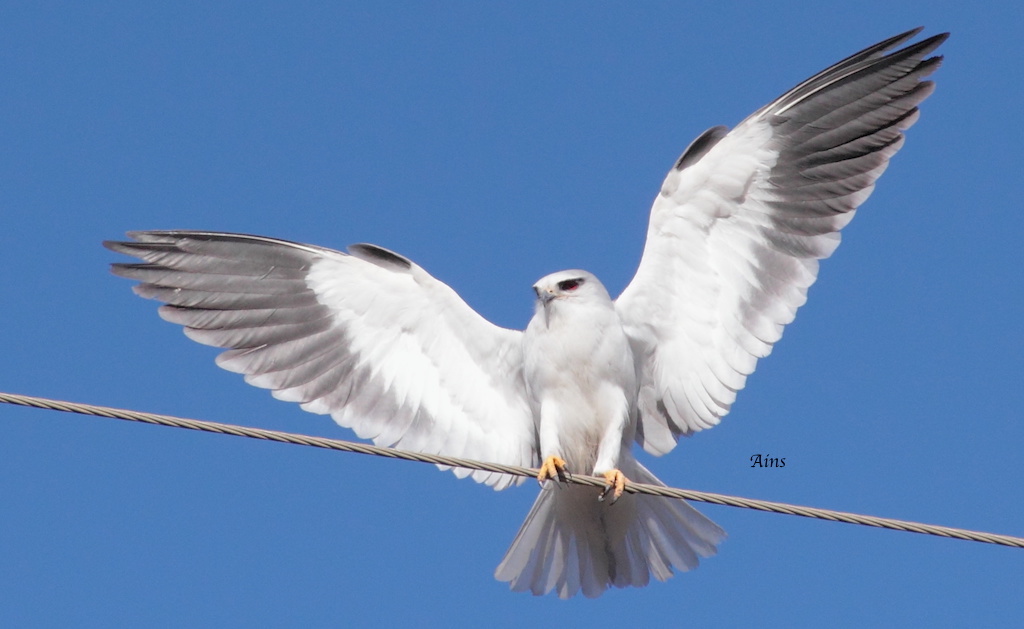 MOUNT ABU BIRDS MY PERSONAL COLLECTION Blackwinged Kite Birds of