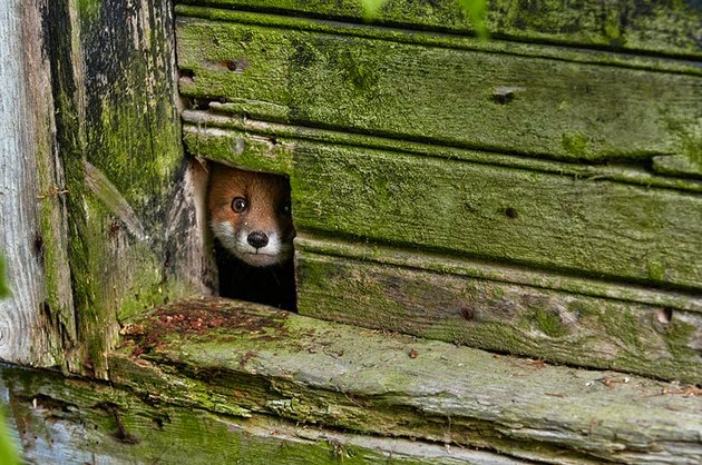 fox photograph