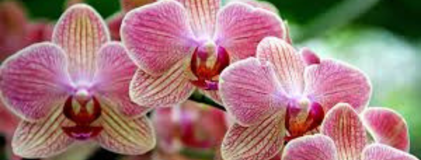 Como Plantar Orquídeas em Vaso